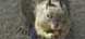 Overweight squirrel
