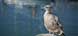 Gull