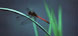 Dragon fly