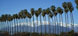 Pines in San Bernardino County